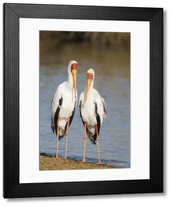 Framed Print : Picture No. 10887267 Framed Print : Picture No. 10887267