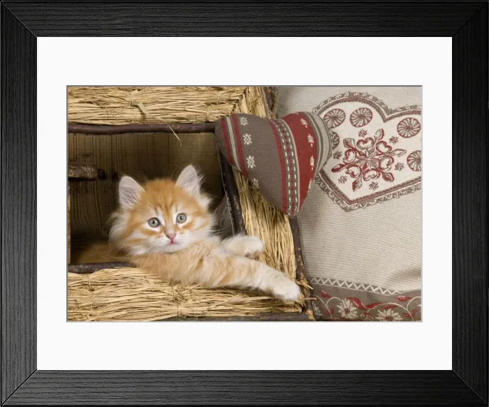 Framed Print : Picture No. 10887717 Framed Print : Picture No. 10887717