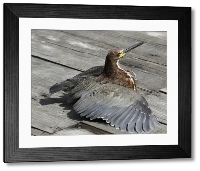 Framed Print : Picture No. 10887935 Framed Print : Picture No. 10887935