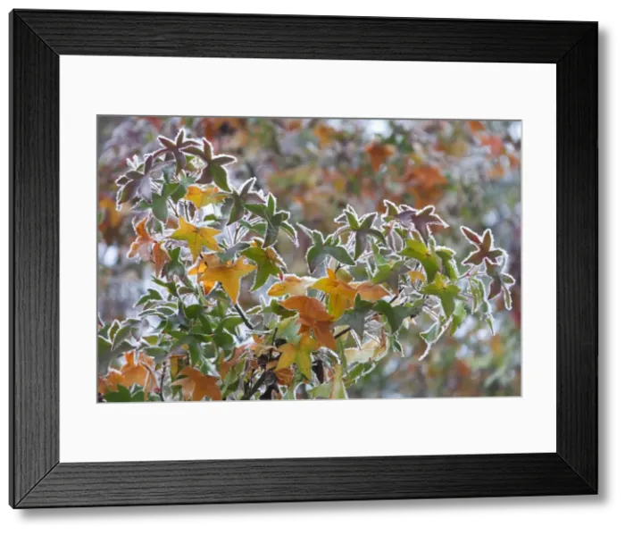 Framed Print : Picture No. 10887357 Framed Print : Picture No. 10887357