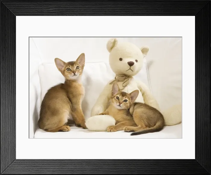 Framed Print : Picture No. 10887905
