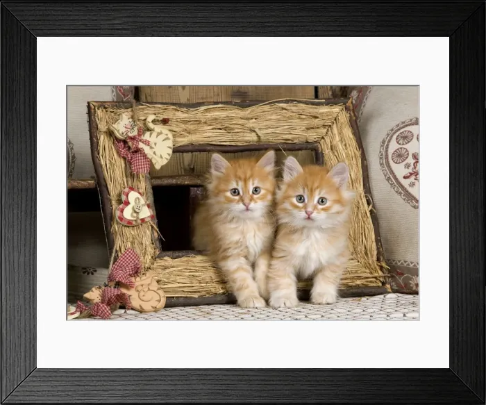 Framed Print : Picture No. 10887716 Framed Print : Picture No. 10887716