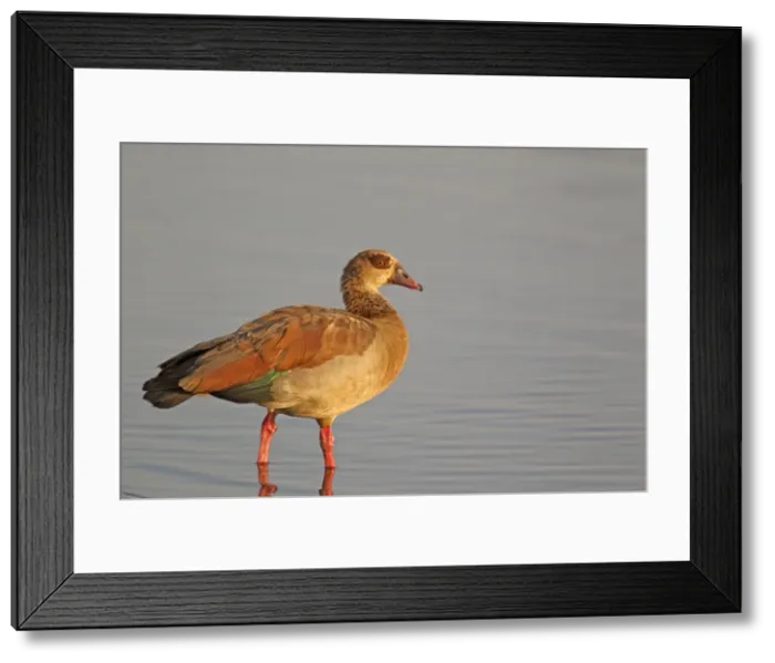 Framed Print : Picture No. 10887229 Framed Print : Picture No. 10887229