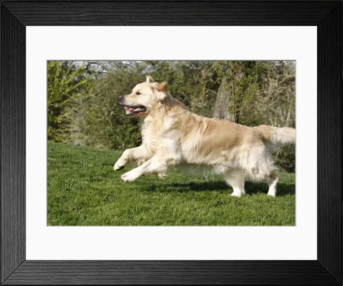 Framed Print : Picture No. 10887730 Framed Print : Picture No. 10887730