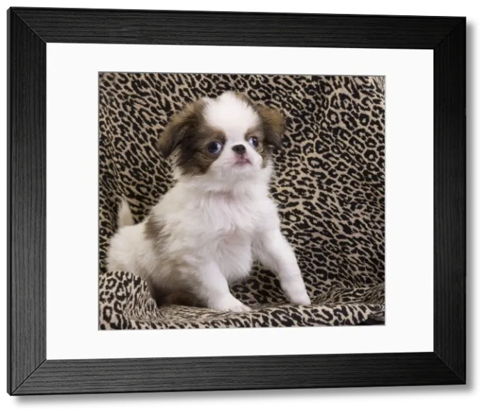 Framed Print : Picture No. 10888032 Framed Print : Picture No. 10888032