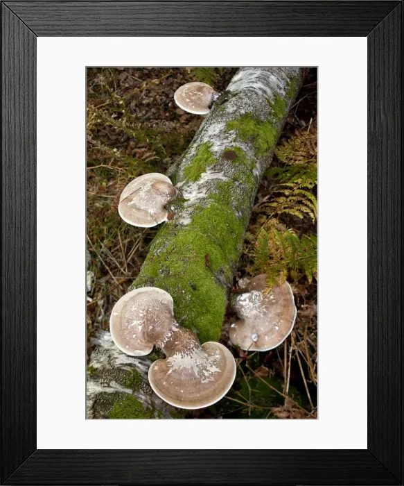 Framed Print : Picture No. 10887174 Framed Print : Picture No. 10887174