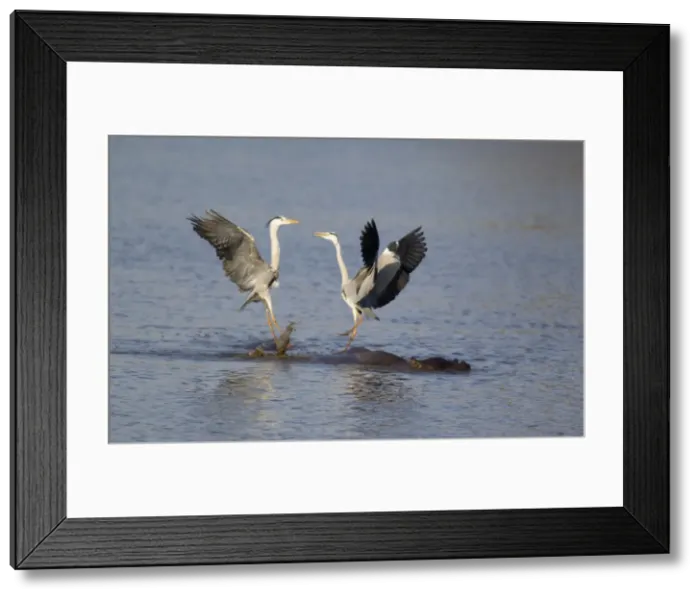 Framed Print : Picture No. 10887293