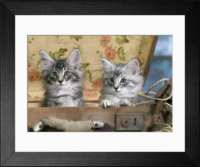 Framed Print : Picture No. 10887792 Framed Print : Picture No. 10887792