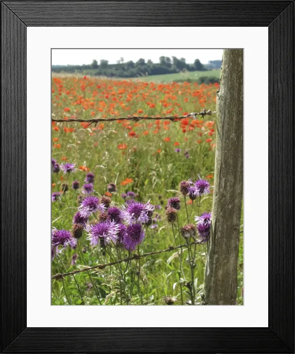 Framed Print : Picture No. 10887527 Framed Print : Picture No. 10887527
