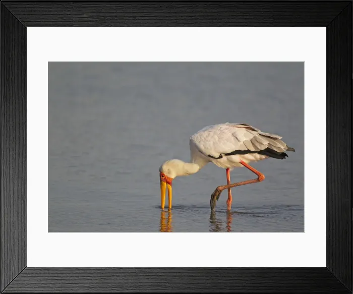 Framed Print : Picture No. 10887277 Framed Print : Picture No. 10887277