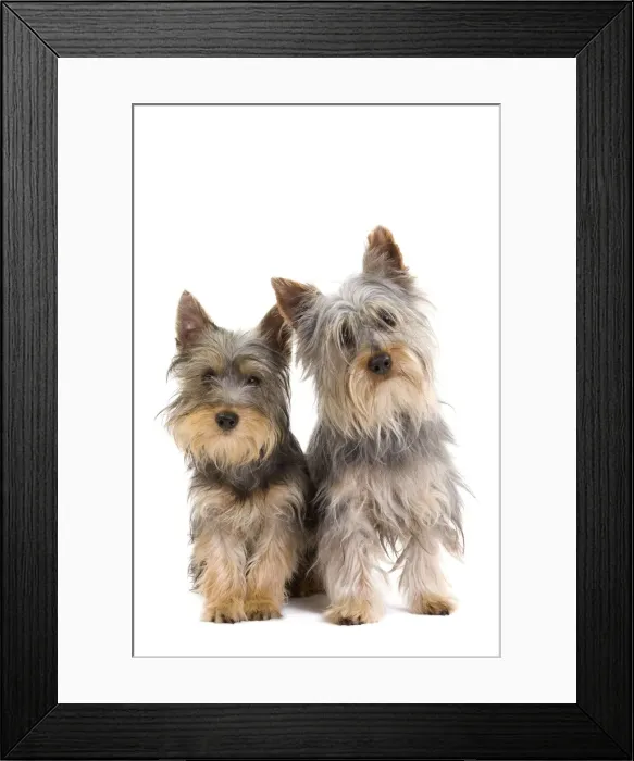 Framed Print : Picture No. 10888043 Framed Print : Picture No. 10888043