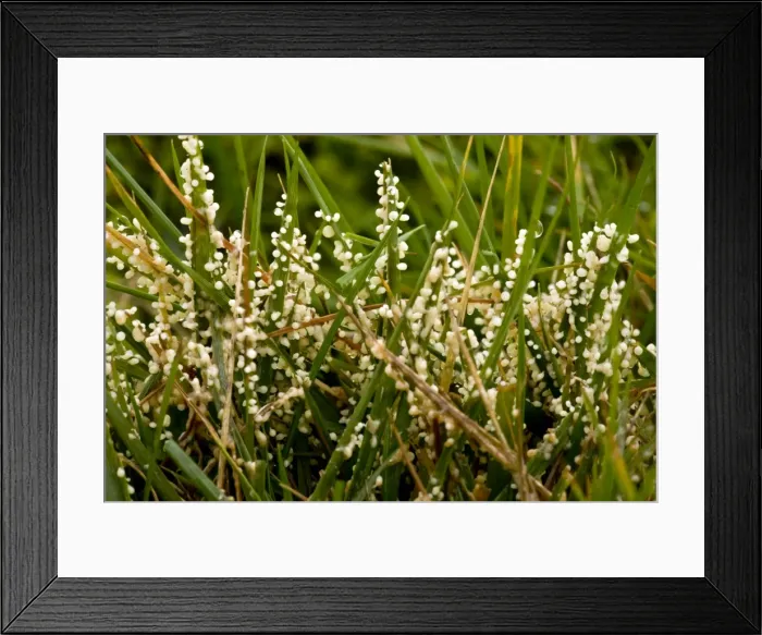 Framed Print : Picture No. 10887213 Framed Print : Picture No. 10887213