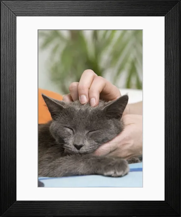 Framed Print : Picture No. 10887924 Framed Print : Picture No. 10887924