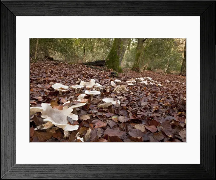 Framed Print : Picture No. 10887224 Framed Print : Picture No. 10887224