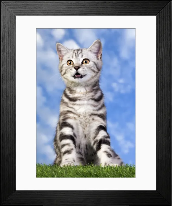 Framed Print : Picture No. 10887801 Framed Print : Picture No. 10887801
