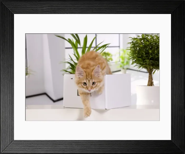 Framed Print : Picture No. 10887741 Framed Print : Picture No. 10887741