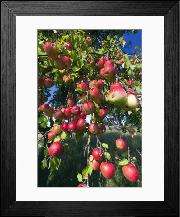 Framed Print : Picture No. 10887297 Framed Print : Picture No. 10887297