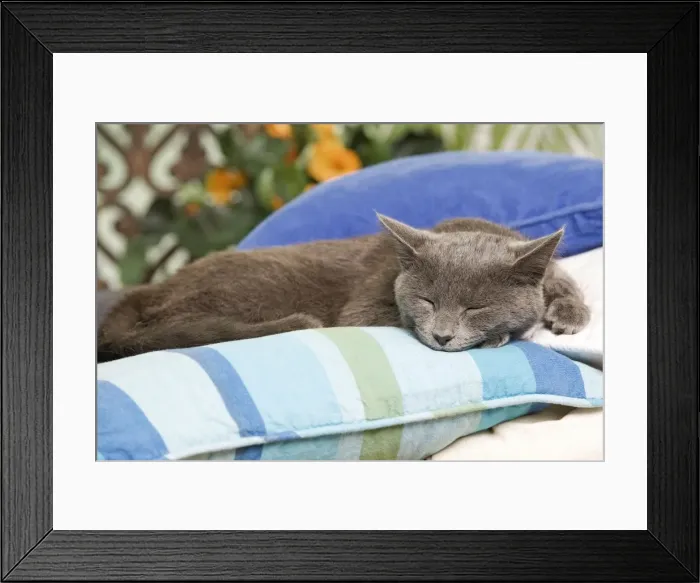 Framed Print : Picture No. 10887920 Framed Print : Picture No. 10887920