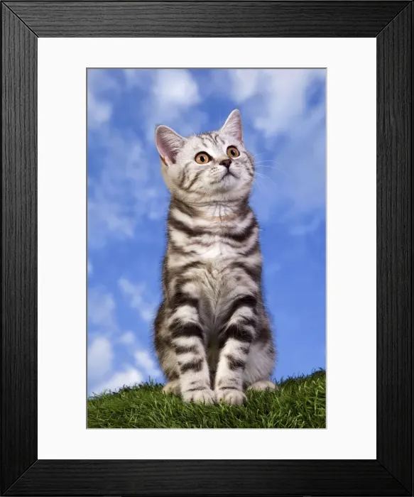 Framed Print : Picture No. 10887797 Framed Print : Picture No. 10887797