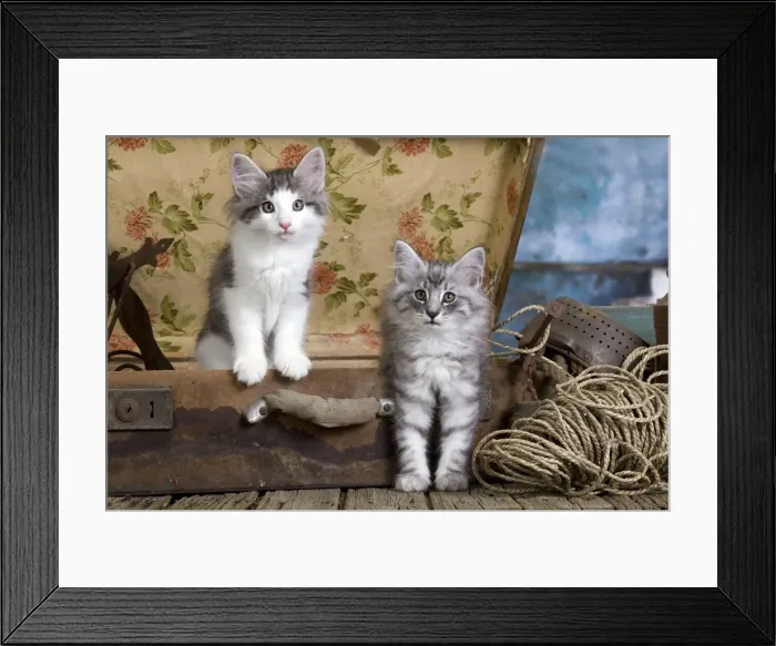 Framed Print : Picture No. 10887787 Framed Print : Picture No. 10887787