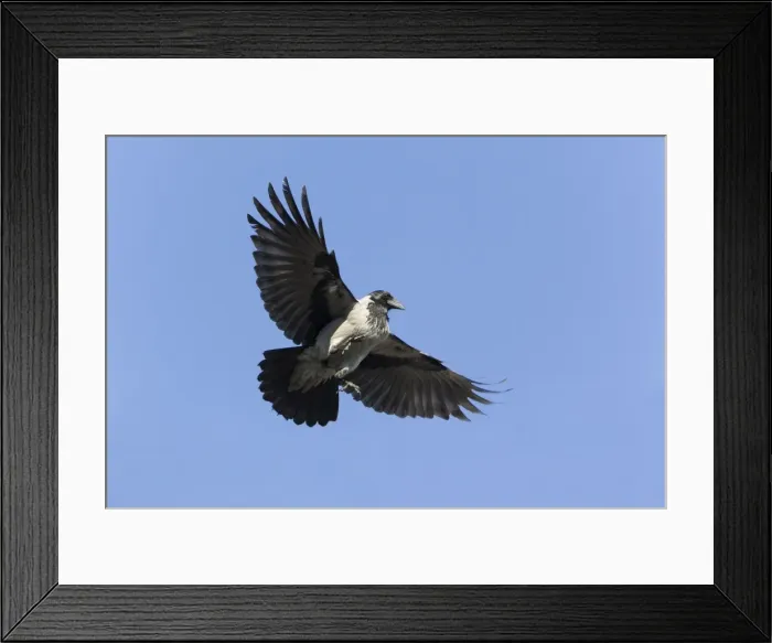Framed Print : Picture No. 10887328 Framed Print : Picture No. 10887328