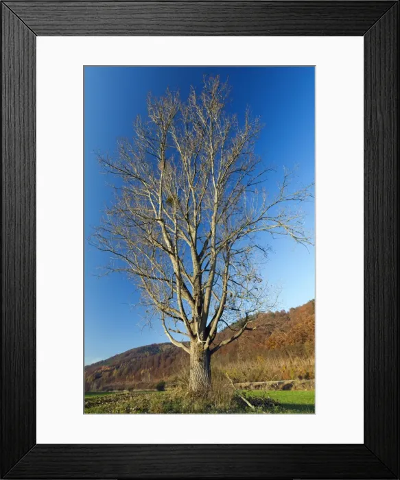 Framed Print : Picture No. 10887341 Framed Print : Picture No. 10887341