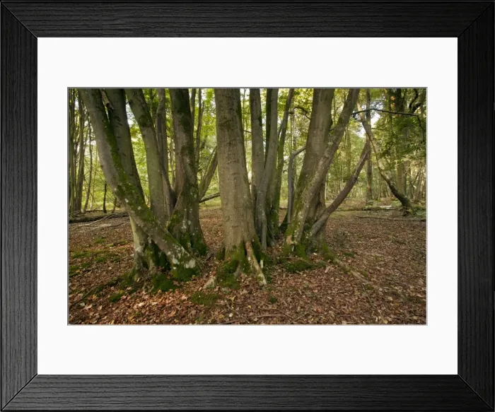 Framed Print : Picture No. 10887169 Framed Print : Picture No. 10887169