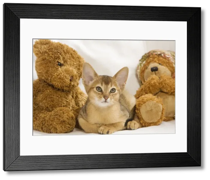 Framed Print : Picture No. 10887904 Framed Print : Picture No. 10887904