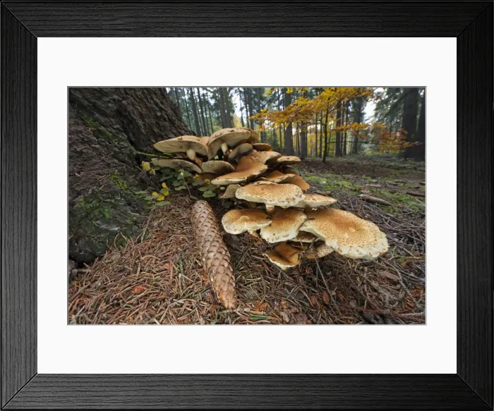 Framed Print : Picture No. 10887323 Framed Print : Picture No. 10887323
