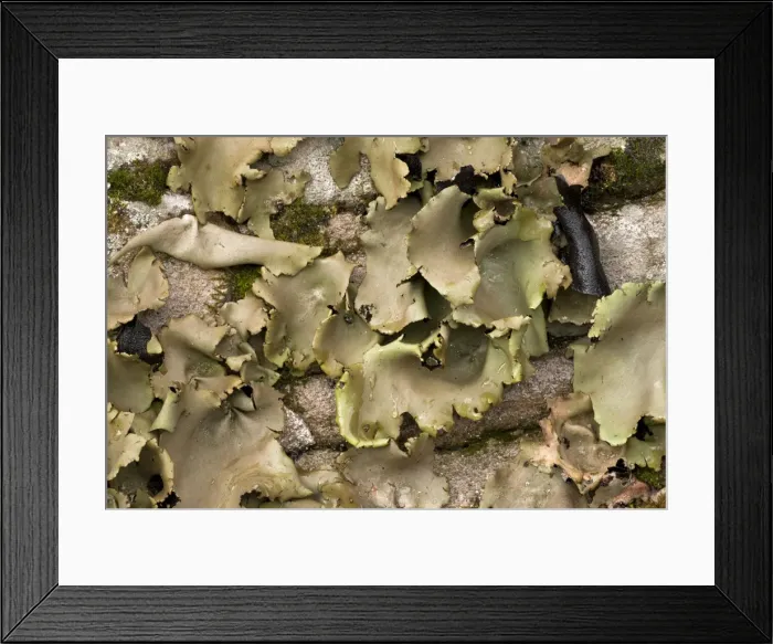 Framed Print : Picture No. 10887178