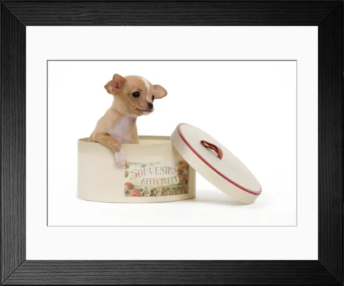Framed Print : Picture No. 10888022 Framed Print : Picture No. 10888022
