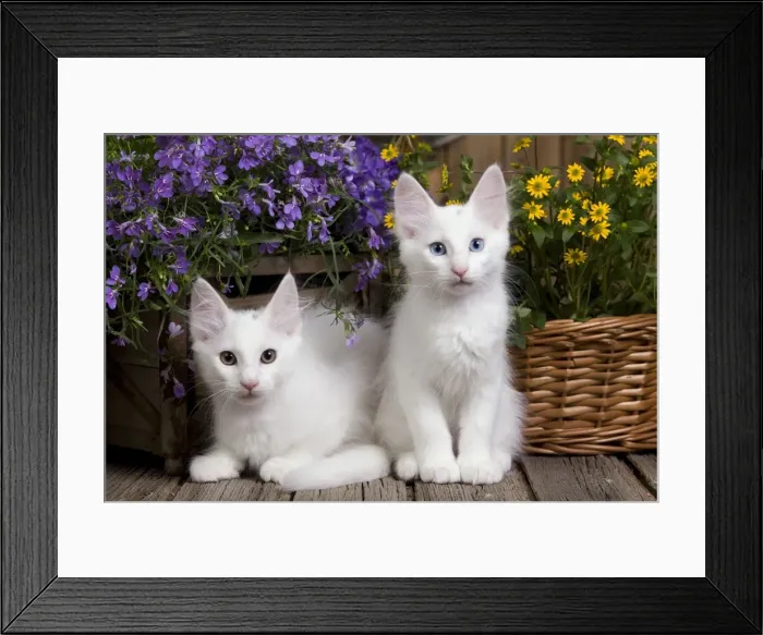 Framed Print : Picture No. 10887943 Framed Print : Picture No. 10887943