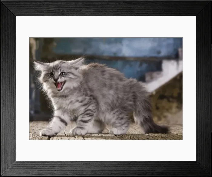 Framed Print : Picture No. 10887756