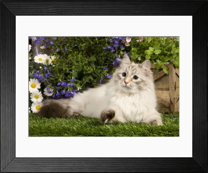 Framed Print : Picture No. 10887708 Framed Print : Picture No. 10887708
