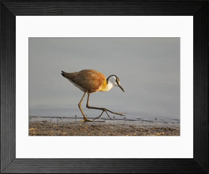 Framed Print : Picture No. 10887258 Framed Print : Picture No. 10887258