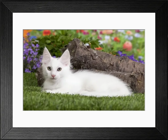 Framed Print : Picture No. 10887949 Framed Print : Picture No. 10887949