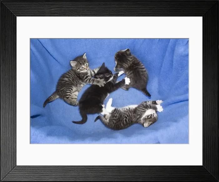 Framed Print : Picture No. 10887330 Framed Print : Picture No. 10887330