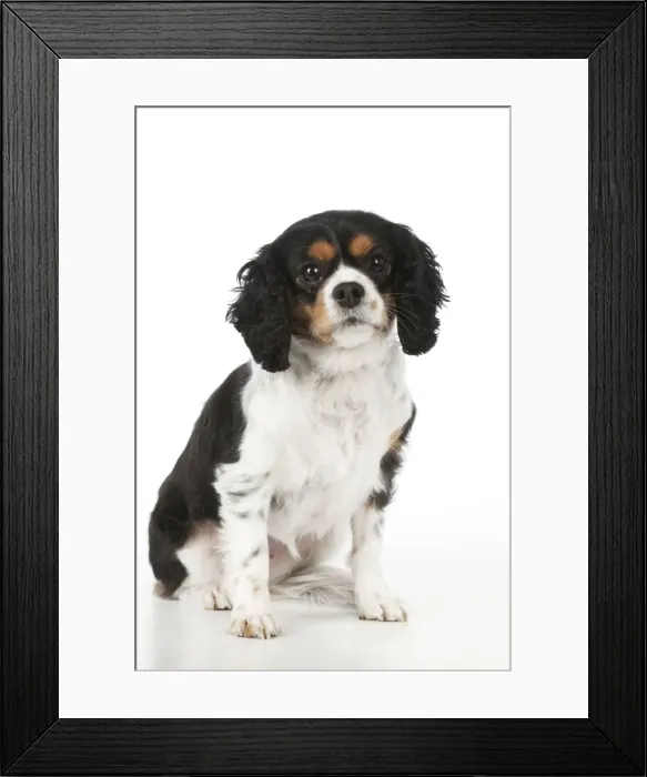Framed Print : Picture No. 10887423 Framed Print : Picture No. 10887423
