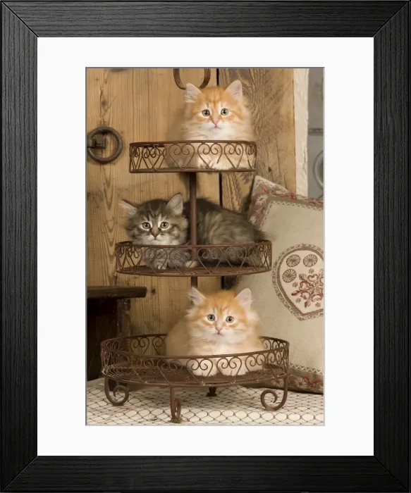 Framed Print : Picture No. 10887715 Framed Print : Picture No. 10887715