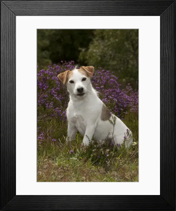 Framed Print : Picture No. 10887449 Framed Print : Picture No. 10887449