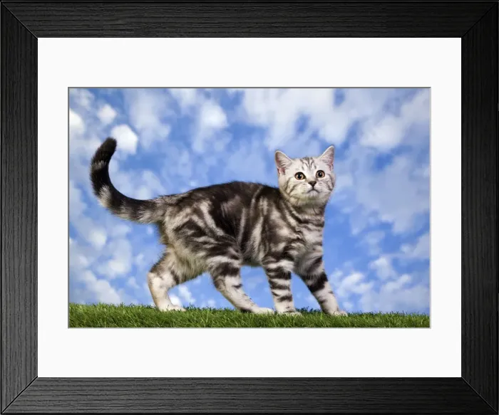 Framed Print : Picture No. 10887796 Framed Print : Picture No. 10887796