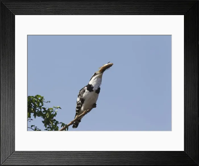 Framed Print : Picture No. 10887263 Framed Print : Picture No. 10887263