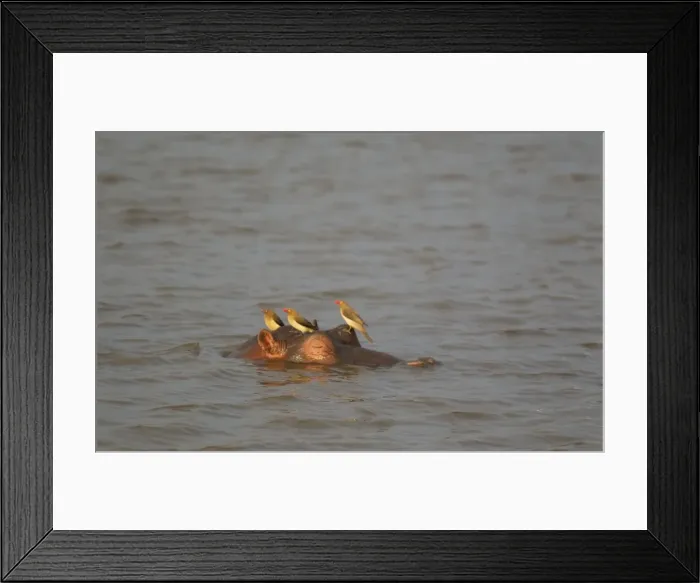 Framed Print : Picture No. 10887266