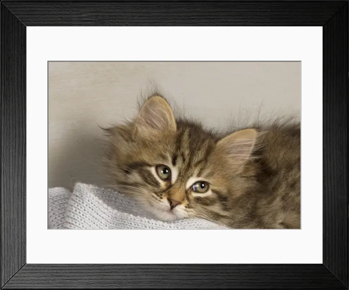 Framed Print : Picture No. 10887719 Framed Print : Picture No. 10887719