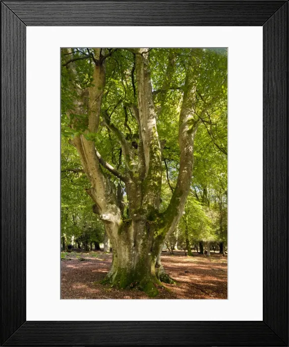 Framed Print : Picture No. 10887173 Framed Print : Picture No. 10887173
