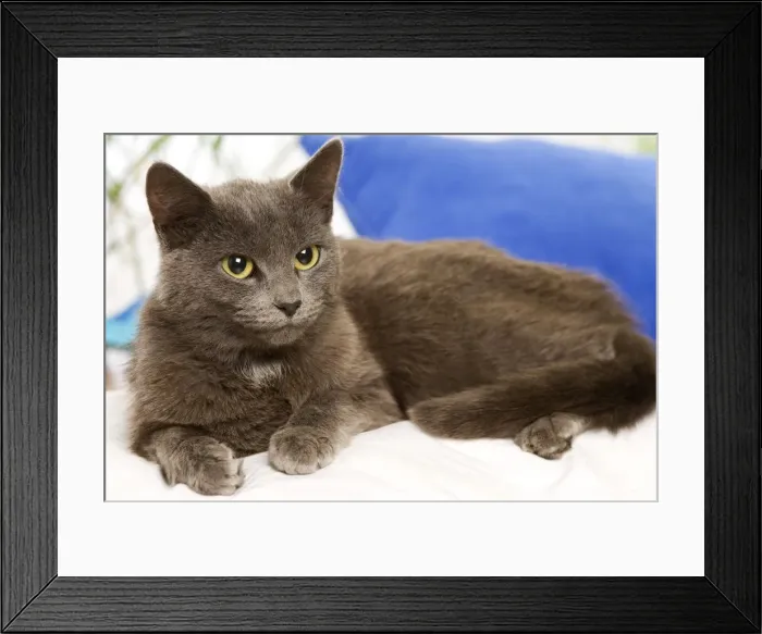 Framed Print : Picture No. 10887912 Framed Print : Picture No. 10887912