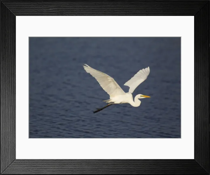 Framed Print : Picture No. 10887255 Framed Print : Picture No. 10887255