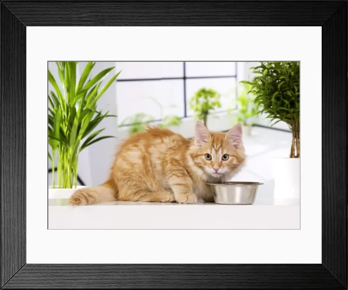Framed Print : Picture No. 10887770 Framed Print : Picture No. 10887770