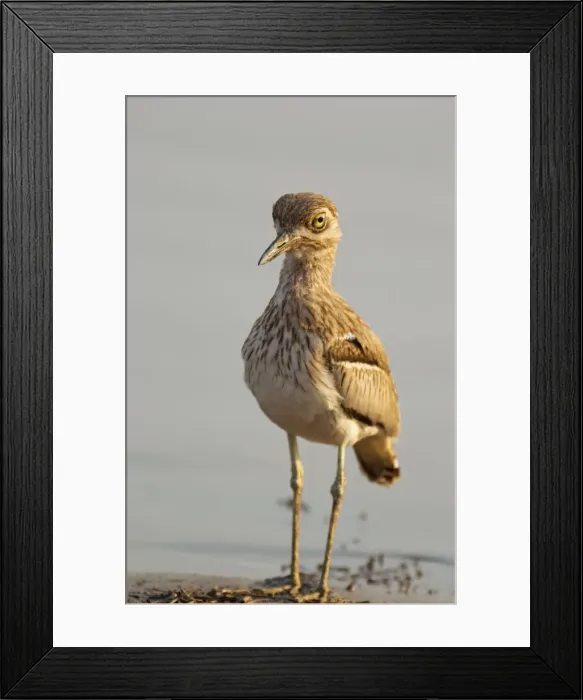 Framed Print : Picture No. 10887283