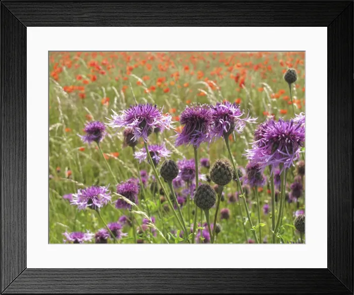Framed Print : Picture No. 10887525 Framed Print : Picture No. 10887525